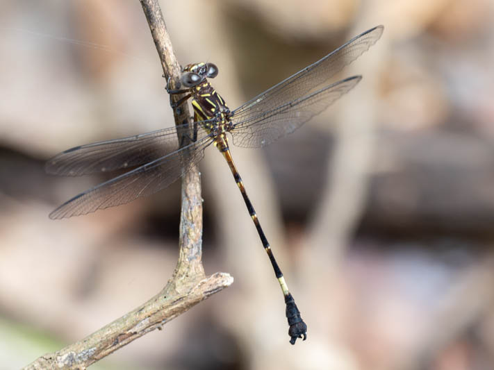 Epigomphus tumefactus (Lowland Knobtail) male-2.jpg